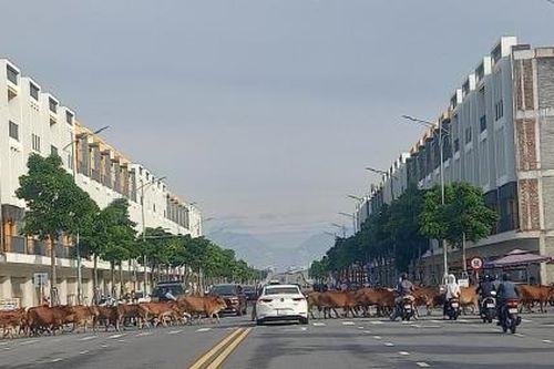 Bó tay với… bò!