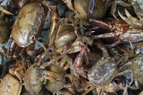 Canh cua đồng giải nhiệt mùa hè, bổ dưỡng, nhưng nhóm người này không nên ăn