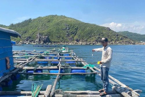 Người làm thuê trộm cắp số tôm hùm trị giá hơn 300 triệu đồng của chủ bè
