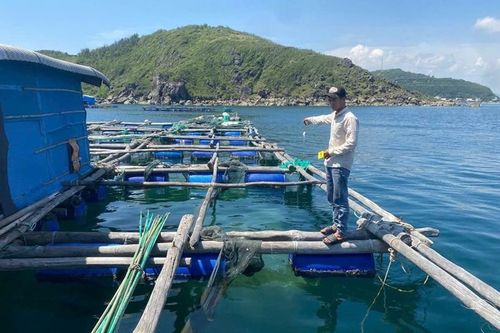 Khởi tố 4 đối tượng trộm cắp tôm hùm để bán hơn 300 triệu đồng