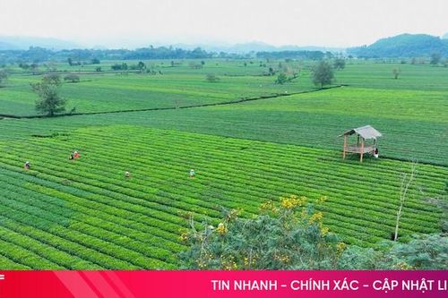 Làng chè Sơn Kim 2 - điểm du lịch 'níu chân' du khách