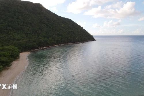 Côn Đảo bảo tồn rùa biển, phát triển du lịch sinh thái