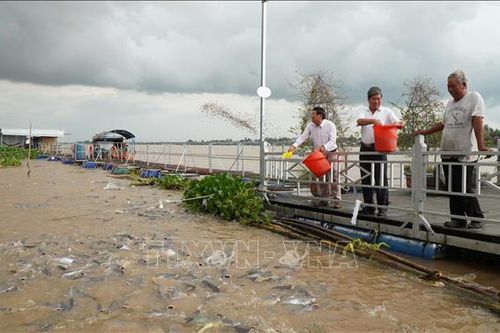 Độc đáo mô hình bảo vệ đàn cá tự nhiên trên sông Tiền