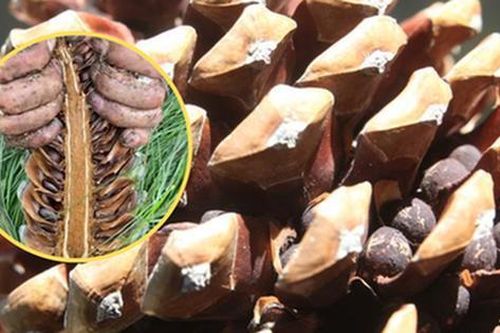 Loại hạt đắt đỏ bậc nhất thế giới, ở Việt Nam xưa rụng đầy gốc ít ai nhặt