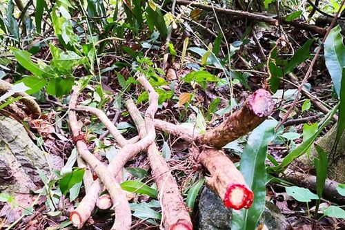 Độc lạ cây 'chảy máu đỏ như người', ở Việt Nam chặt bán là kiếm bộn