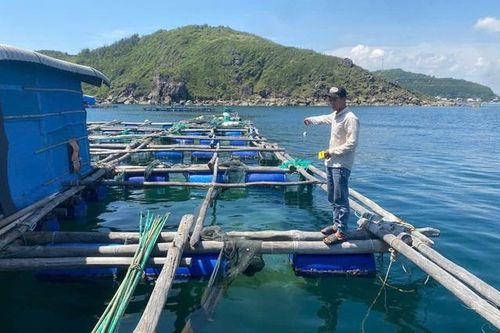 Bắt tạm giam 4 đối tượng trộm cắp tôm hùm, chiếm đoạt hơn 300 triệu đồng