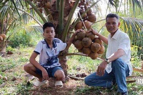 Người dân vùng biên thu nhập hàng trăm triệu đồng mỗi năm nhờ 'bén duyên' với giống dừa lạ