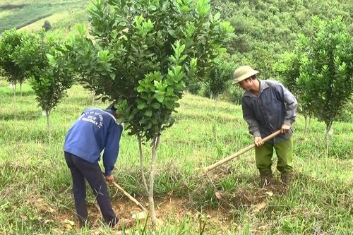 Ưu tiên phát triển cây mắc ca - tái cơ cấu nông nghiệp