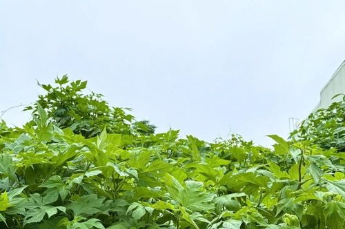 Mùa dã quỳ xanh lá