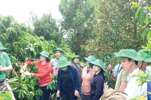 Sản xuất cà phê bền vững kết hợp bảo tồn và an sinh xã hội