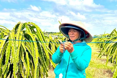 Nông dân ứng phó với nạn trộm bóng đèn chong thanh long