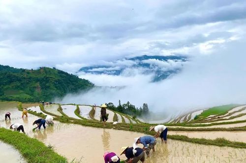 Nông dân nô nức xuống đồng cấy lúa vụ mùa