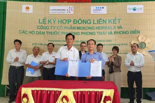 Ký kết sản xuất và tiêu thụ hoa atiso
