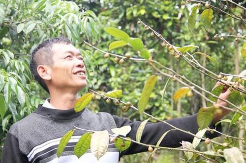 OCOP thổi sinh khí vào nông thôn mới Quảng Ninh