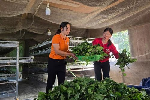 Đồng bào thiểu số chuyển mình nhờ nuôi con 'ăn cơm đứng'