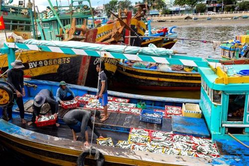 Mùa cá Nam - mùa của những giấc mơ trăm dặm biển khơi