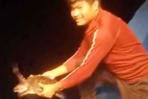 Ngư dân Gia Lai đưa 663 rùa biển quý hiếm về đại dương