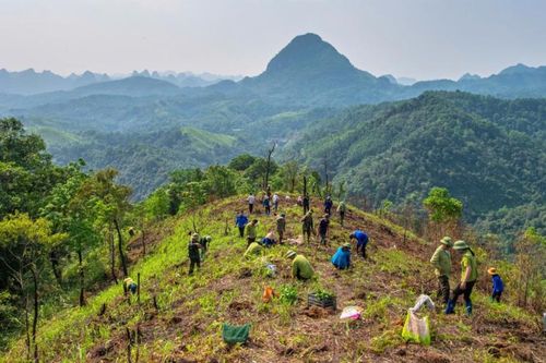 Diện tích trồng rừng mới đạt 1.772 ha