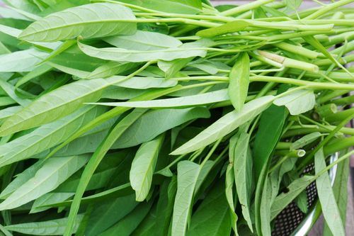 Rau muống dễ nhiễm chì, liệu có cách nào nhận biết?