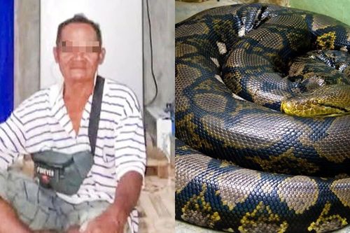 Phát hiện thi thể người đàn ông Indonesia trong bụng con trăn dài 8m