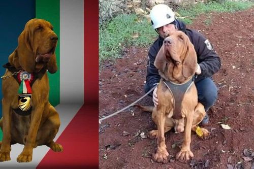 Italy: Chó nghiệp vụ bị sát hại bằng thức ăn trộn đinh gây phẫn nộ
