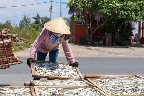 Quảng Trị: 'Xuất ngoại' cá hấp - cách nâng cao giá trị hải sản ở Cửa Việt
