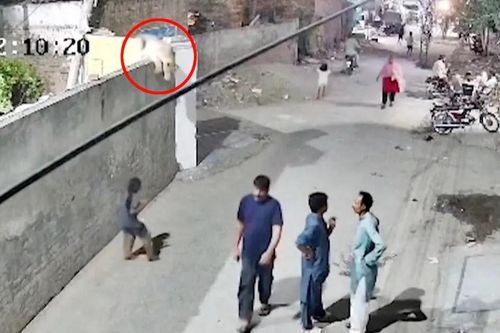 Sư tử xổng chuồng tấn công người ngay trên đường phố Pakistan