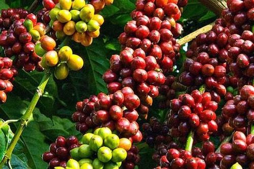 Nông sản bứt phá xuất khẩu: Cà phê, trái cây và bài toán chất lượng bền vững
