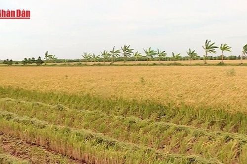 Ngân hàng Nhà nước: Gói vay nông, lâm, thủy sản đạt 94% mục tiêu
