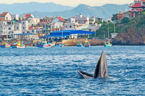 Để cá voi vẫn về biển
