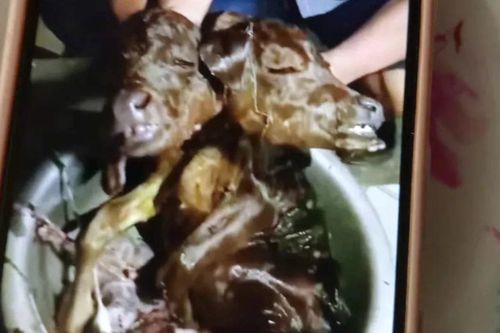 Bê con có 2 đầu dính liền nhau