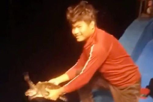 Cảm động khoảnh khắc ngư dân Gia Lai thả rùa quý về biển