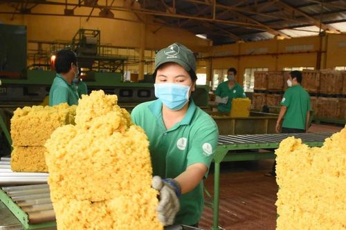 Cao su Đồng Nai – 50 năm dựng xây và phát triển bền vững