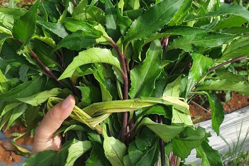 Sản vật 'trời ban' có từ Nam ra Bắc, nấu canh ăn vừa mát vừa ngọt thơm