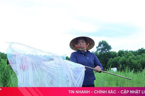 Nông dân Hà Tĩnh 'xoay' đủ cách diệt châu chấu tre gây hại cây trồng
