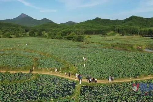 Đà Nẵng: Khám phá vẻ đẹp tuyệt vời của đầm sen Trà Lý