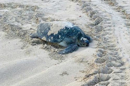 Rùa biển trong sách Đỏ quay trở lại đẻ trứng ở bãi biển Hòn Cau