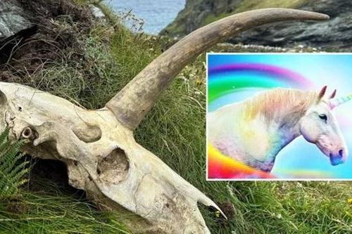 Phát hiện hộp sọ bí ẩn nghi là của sinh vật thần thoại kỳ lân
