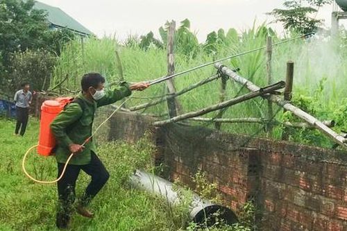 Châu chấu tre tràn xuống ruộng vườn, Hà Tĩnh ra công điện khẩn