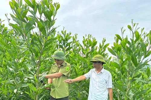 Khát vọng rừng xanh (Bài 1): Màu xanh vươn lên trên đất cằn...