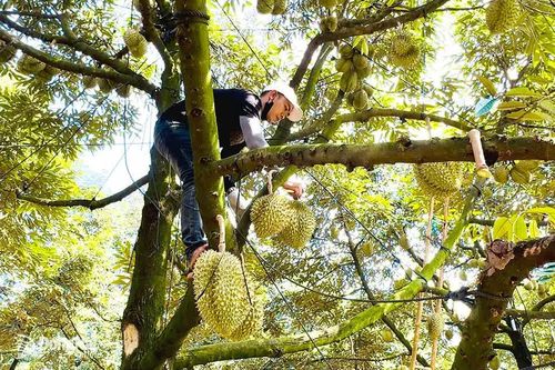 Không đạt chuẩn xuất khẩu, sầu riêng sẽ dội chợ?