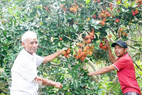 Mướt xanh làng Chơro ở ấp Bình Hòa