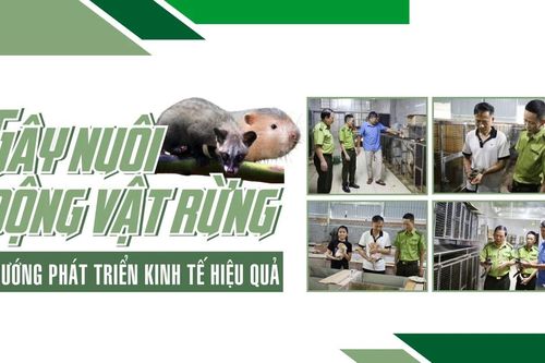 Gây nuôi động vật rừng - hướng phát triển kinh tế hiệu quả