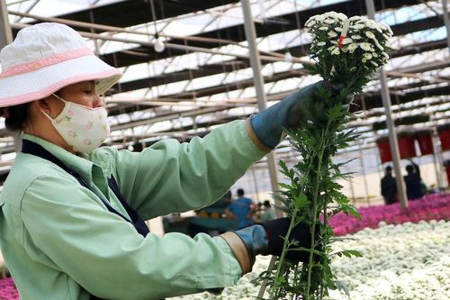 Xuất khẩu hoa tiếp tục tăng trưởng khá