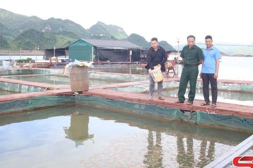 CCB xã Quỳnh Nhai thi đua làm kinh tế giỏi