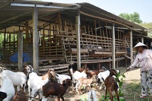 Mở hướng làm giàu cho người dân cho vùng cao Tà Rụt sau sáp nhập