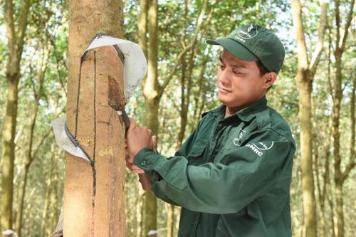 Cao su Đồng Nai - biểu tượng phát triển bền vững của ngành Cao su Việt Nam