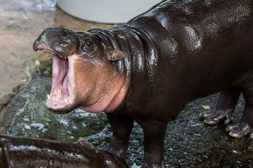 Hà mã Moo Deng đón sinh nhật đầu đời, vừa nhai 'bánh' vừa đốn tim triệu người