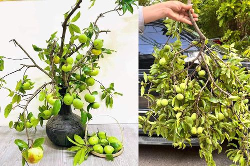 Thị thơm vào mùa, chị em lùng mua cả cành về chưng nhà