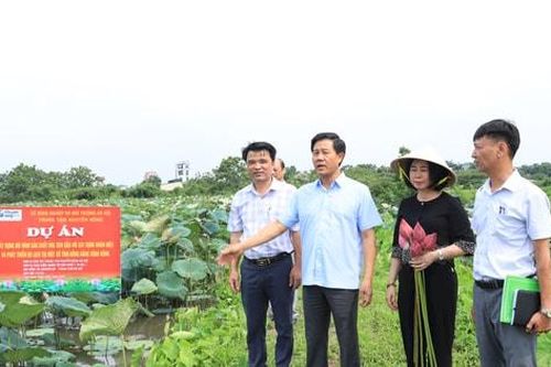 Hà Nội nâng tầm giá trị cây sen
